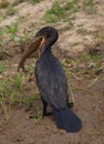 Closeup portrait of Anhinga Snakebird Anhinga anhinga hunting with whole fish in mouth, Bolivia