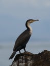 Closeup portrait of Anhinga Snakebird Anhinga anhinga resting on rocks Lake Tana, Gorgora, Ethiopia