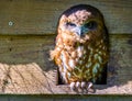 Closeup portrait of an australian boobook, tropical owl specie from Australia and Asia