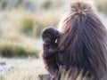 Closeup portrait of baby Gelada Monkey Theropithecus gelada holding onto back of mother looking towards camera Simien Mountains