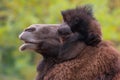 Closeup portrait of Bactrian camel Camelus bactrianus