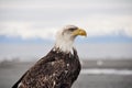 Closeup portrait of a bald eagle, Alaska Royalty Free Stock Photo