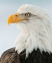 Closeup Portrait of a bald eagle (lat. haliaeetus leucocephalus) Royalty Free Stock Photo