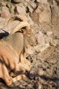 Closeup portrait of Barbary sheep or Ammotragus lervia aoudad species of caprine endemic to rocky mountains in North