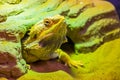 Closeup portrait of a bearded dragon lizard coming out of its hideout, tropical reptile specie, popular terrarium pet in