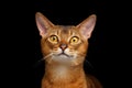 Closeup Portrait of beautiful Abyssinian cat on black