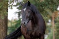 Beautiful black draft mare horse with white spot on forehead