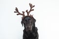 Closeup portrait of a beautiful black labrador with brown reindeer horns. white background. pets indoors christmas concept