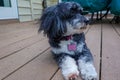 Closeup portrait of a beautiful black and white Havanese dog looking left outside with a brown deck background