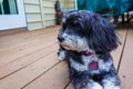 Closeup portrait of a beautiful black and white Havanese dog outside with a brown deck background Royalty Free Stock Photo