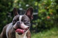 Portrait boston terrier pure breed in garden