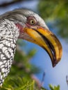 Closeup portrait of beautiful colorful Southern Yellow-Billed Hornbill bird with long beak, Botswana, Africa Royalty Free Stock Photo