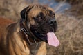 Closeup portrait of a beautiful rare dog breed South African Boerboel on the green grass background.