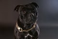 Closeup portrait of beautiful dog of staffordshire bull terrier breed, of black color on dark background, look right to the camera
