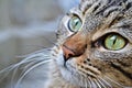 Closeup portrait of adorable domestic green eyed cat Royalty Free Stock Photo