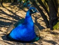 Closeup portrait of a beautiful indian peacock sitting on the ground, popular bird specie in aviculture