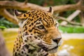 Closeup portrait of beautiful jaguar outdoors