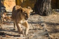 Close up portrait off beautiful little lion Royalty Free Stock Photo