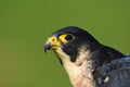 Closeup portrait of a beautiful peregrine falcon with an insect on a beak on a green background