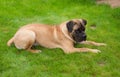 Closeup portrait of a beautiful rare dog breed age four months South African Boerboel on the green and amber grass background. Royalty Free Stock Photo