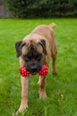 Closeup portrait of a beautiful rare dog breed age four months South African Boerboel on the green and amber grass background. Royalty Free Stock Photo
