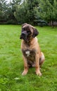 Closeup portrait of a beautiful rare dog breed age four months South African Boerboel on the green and amber grass background. Royalty Free Stock Photo