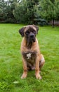 Closeup portrait of a beautiful rare dog breed age four months South African Boerboel on the green and amber grass background.