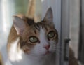 Closeup portrait of a beautiful tabby white cat with green eyes standing on a window sill Royalty Free Stock Photo