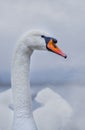 Closeup portrait of beautiful white swan on the river on cold winter morning. Symbol of purity and fidelity. Lovely bird Royalty Free Stock Photo