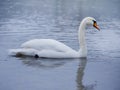 Closeup portrait of beautiful white swan on the river on cold winter morning. Symbol of purity and fidelity. Lovely bird