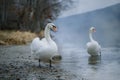 Closeup portrait of beautiful white swans on the river on cold winter morning. Symbol of purity and fidelity. Lovely bird Royalty Free Stock Photo