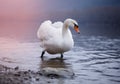 Closeup portrait of beautiful white swans on the river on cold winter morning. Symbol of purity and fidelity. Lovely bird