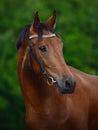 closeup portrait of beautiful young sport horse Royalty Free Stock Photo