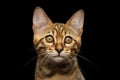 Closeup Portrait of Bengal Kitty Isolated Black Background Royalty Free Stock Photo