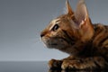 Closeup Portrait of Bengal Kitty at Profile view on dark Royalty Free Stock Photo