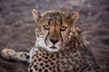 Closeup portrait of a big Cheetah wild cat`s striking yellow eyes and black nose. The fastest animal in the world Royalty Free Stock Photo