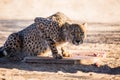 Closeup portrait of a big Cheetah wild cat`s striking yellow eyes and black nose. The fastest animal in the world Royalty Free Stock Photo