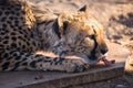 Closeup portrait of a big Cheetah wild cat`s striking yellow eyes and black nose. The fastest animal in the world Royalty Free Stock Photo