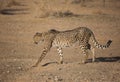 Closeup portrait of a big Cheetah wild cat`s striking yellow eyes and black nose. The fastest animal in the world Royalty Free Stock Photo