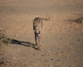 Closeup portrait of a big Cheetah wild cat`s striking yellow eyes and black nose. The fastest animal in the world Royalty Free Stock Photo