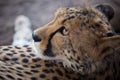 Closeup portrait of a big Cheetah wild cat`s striking yellow eyes and black nose. The fastest animal in the world Royalty Free Stock Photo