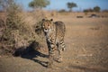 Closeup portrait of a big Cheetah wild cat`s striking yellow eyes and black nose. The fastest animal in the world Royalty Free Stock Photo