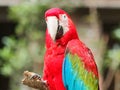 Closeup portrait of a big colorful parrot hold a piece of wood and look at you like a teacher, funny expressions