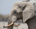 Closeup portrait of big male African Elephant with large tusks and a wrinkled trunk Royalty Free Stock Photo