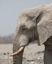 Closeup portrait of big male African Elephant with large tusks and a wrinkled trunk Royalty Free Stock Photo