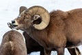 Bighorn Sheep ram in snow Royalty Free Stock Photo