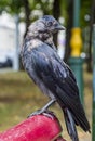 Closeup portrait of a black bird jackdaw with head looking back