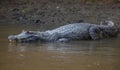 Closeup portrait of Black Caiman Melanosuchus niger entering water from riverbank, Bolivia Royalty Free Stock Photo