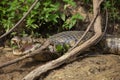 Closeup portrait of Black Caiman Melanosuchus niger on riverbank with jaws and teeth wide open, Bolivia