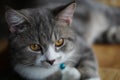 Closeup portrait of a black cat